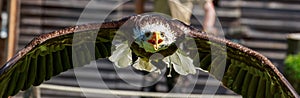 American bald eagle in flight
